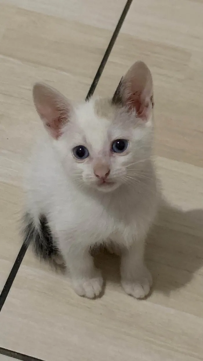 Gato ra a SRD-ViraLata idade 2 a 6 meses nome Nyara