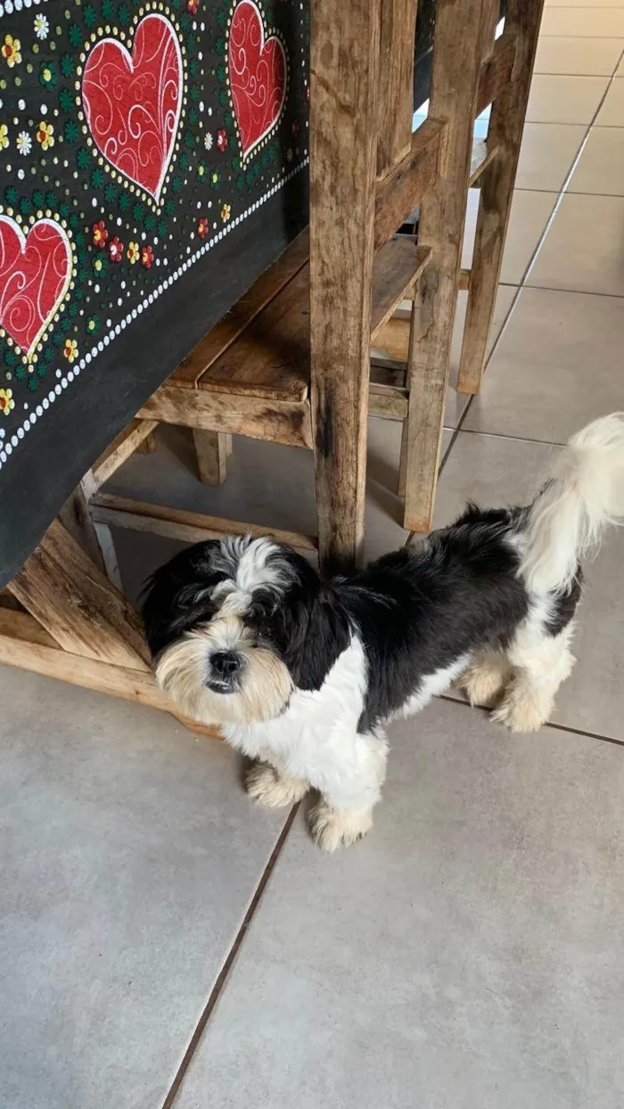 Cachorro ra a Shitzu idade 7 a 11 meses nome Mel