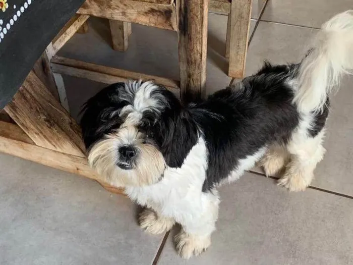 Cachorro ra a Shitzu idade 7 a 11 meses nome Mel