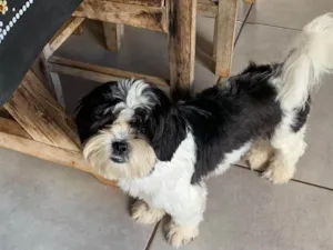 Cachorro raça Shitzu idade 7 a 11 meses nome Mel