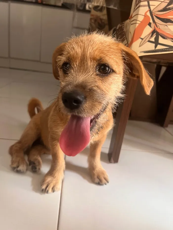 Cachorro ra a Poodle idade 7 a 11 meses nome Lyly