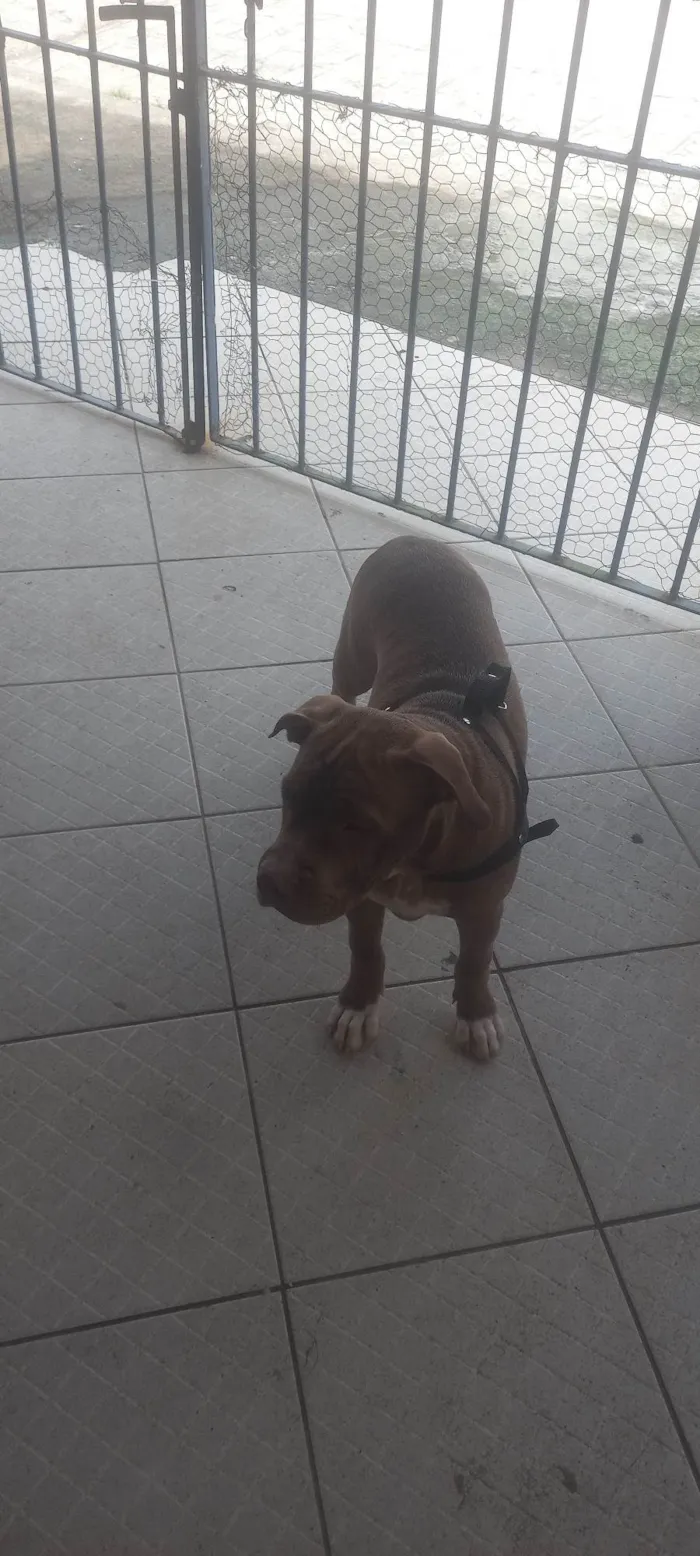 Cachorro ra a Pit-Bull idade 7 a 11 meses nome Grande