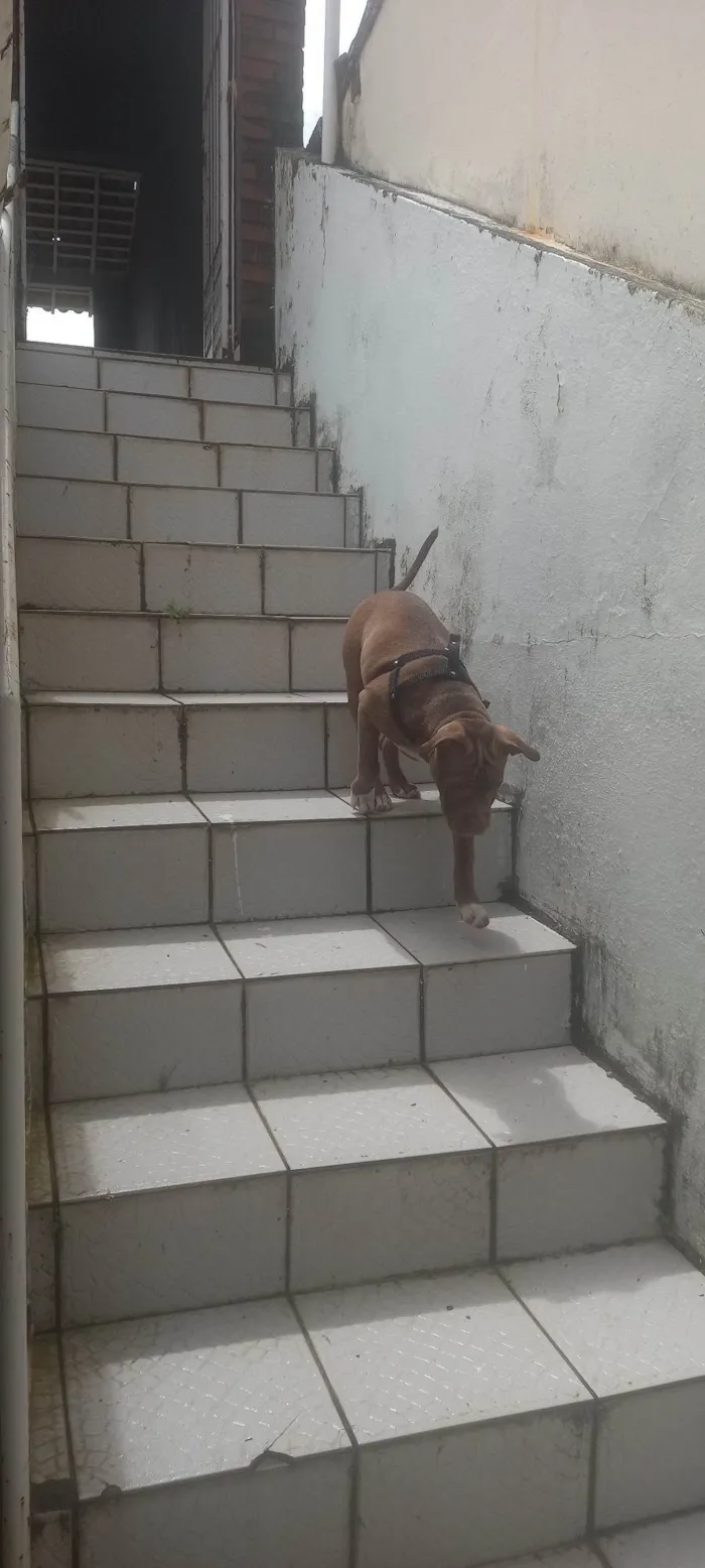 Cachorro ra a Pit-Bull idade 7 a 11 meses nome Grande