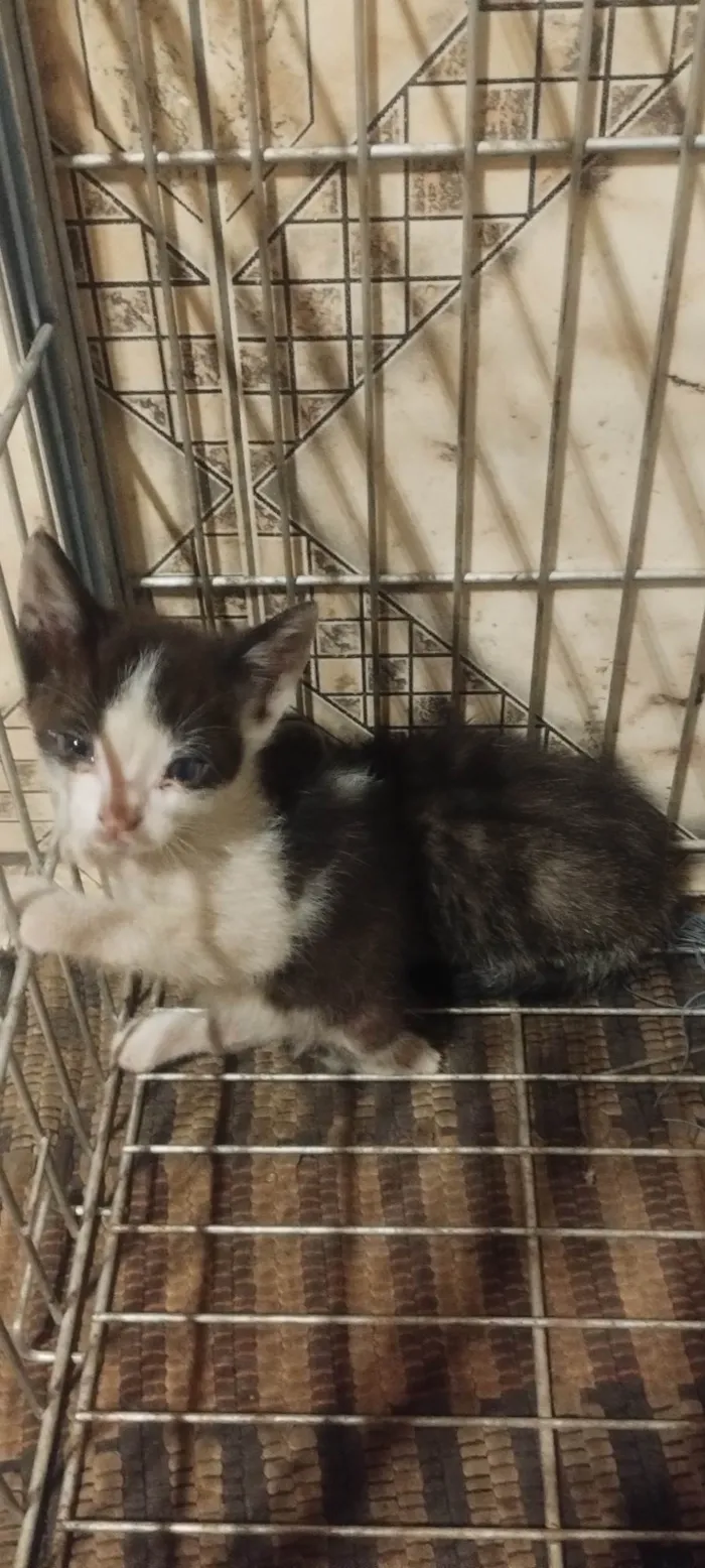 Gato ra a SRD-ViraLata idade 2 a 6 meses nome Sem nome