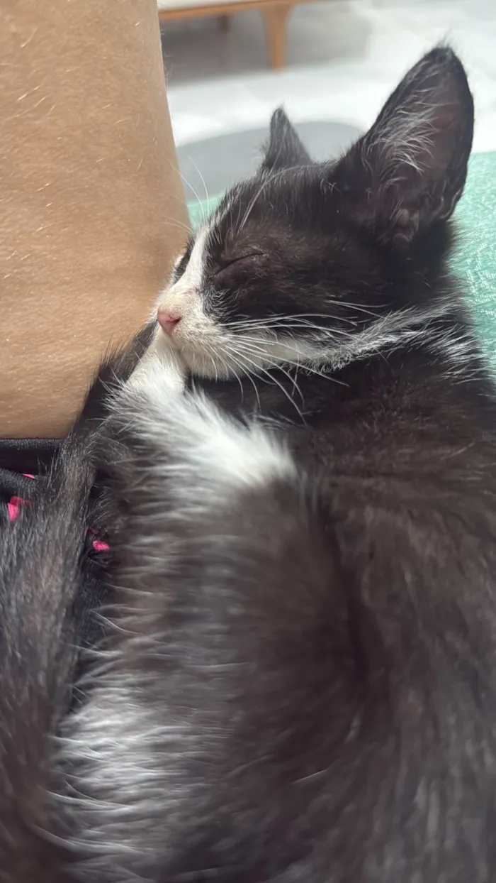 Gato ra a American Shorthair idade Abaixo de 2 meses nome Sem nome 