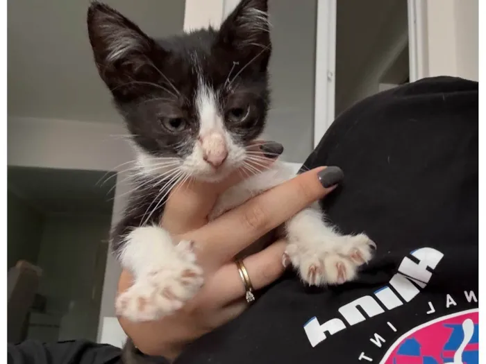 Gato ra a American Shorthair idade Abaixo de 2 meses nome Sem nome 