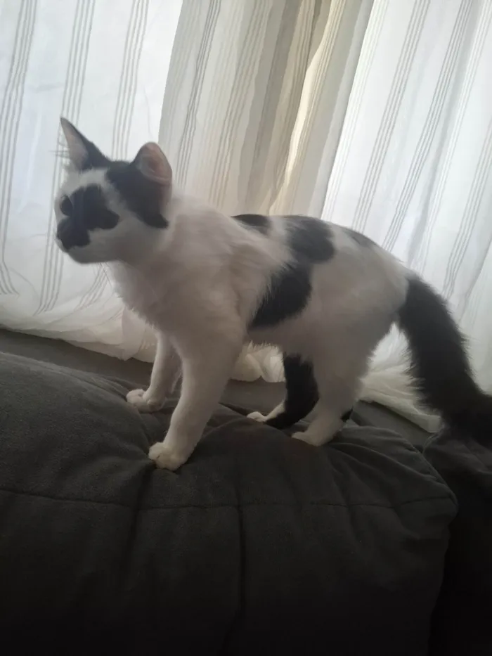 Gato ra a SRD-ViraLata idade 2 a 6 meses nome Liv e Torq