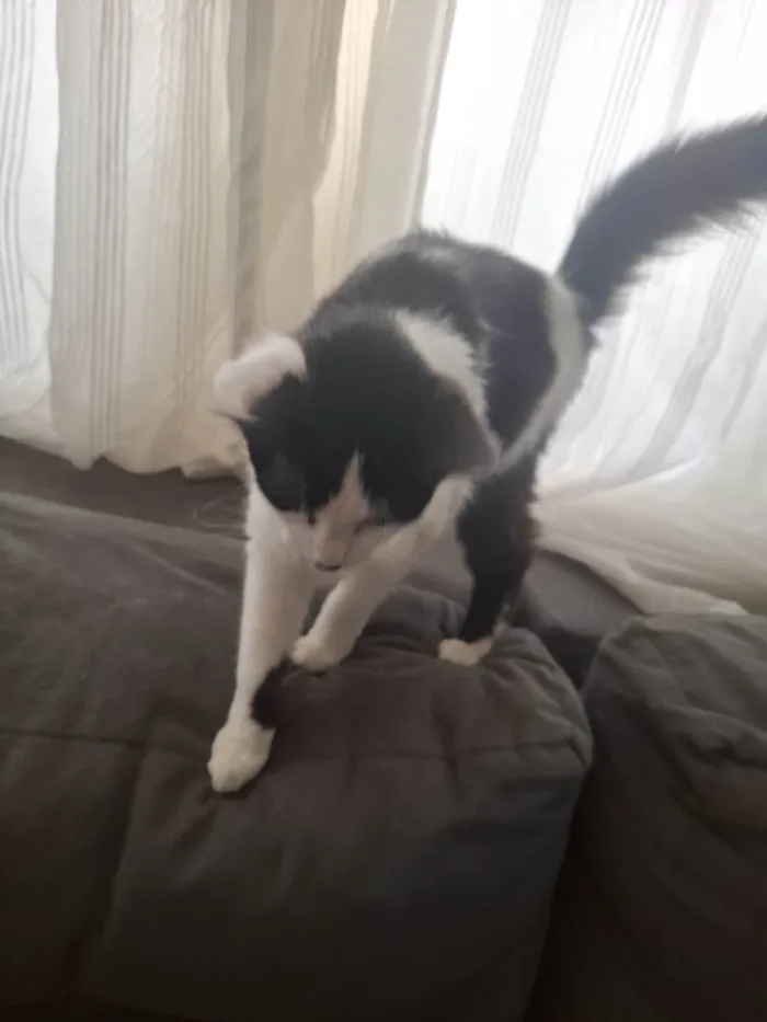 Gato ra a SRD-ViraLata idade 2 a 6 meses nome Liv e Torq