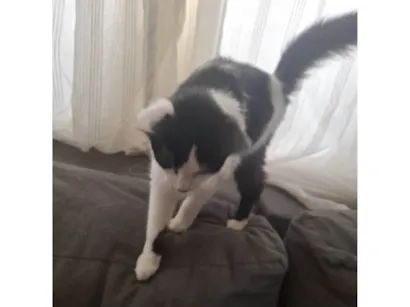 Gato raça SRD-ViraLata idade 2 a 6 meses nome Liv e Torq