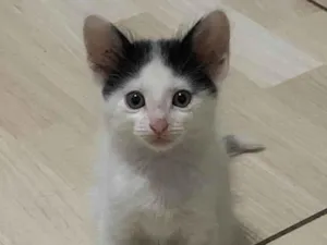 Gato raça SRD-ViraLata idade 2 a 6 meses nome Chico