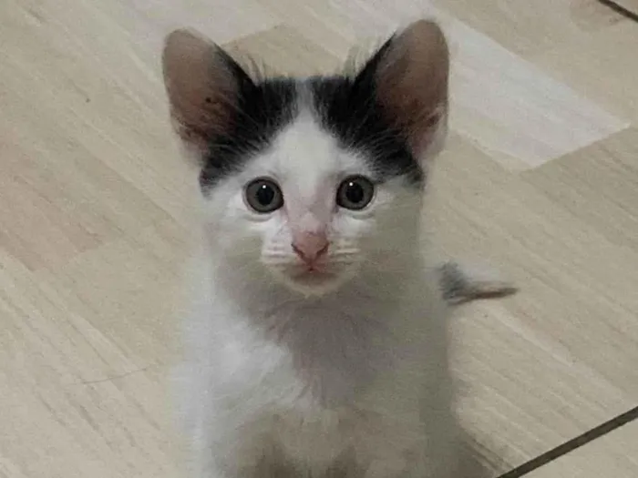 Gato ra a SRD-ViraLata idade 2 a 6 meses nome Chico