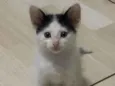 Chico