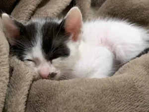 Gato raça SRD-ViraLata idade 2 a 6 meses nome Charlie
