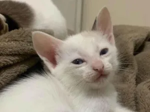 Gato raça SRD-ViraLata idade 2 a 6 meses nome Nyara