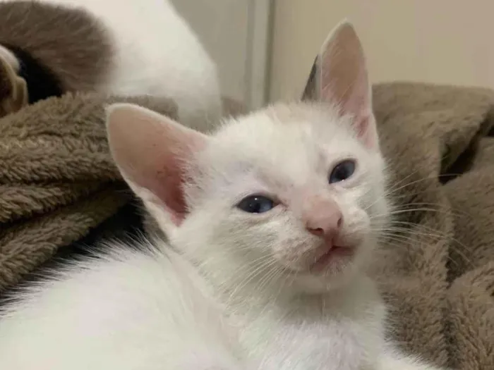 Gato ra a SRD-ViraLata idade 2 a 6 meses nome Nyara
