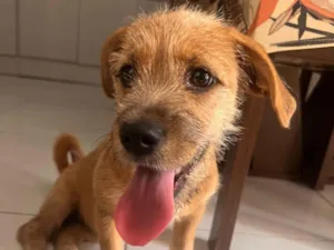 Cachorro raça Poodle idade 7 a 11 meses nome Lyly
