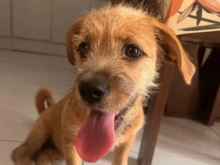 Cachorro ra a Poodle idade 7 a 11 meses nome Lyly