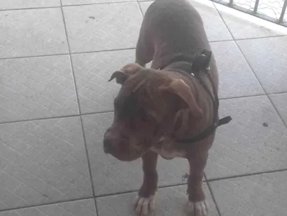Cachorro raça Pit-Bull idade 7 a 11 meses nome Grande