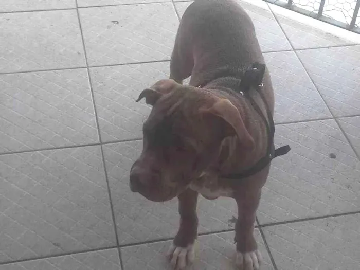 Cachorro ra a Pit-Bull idade 7 a 11 meses nome Grande