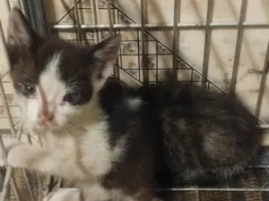 Gato raça SRD-ViraLata idade 2 a 6 meses nome Sem nome