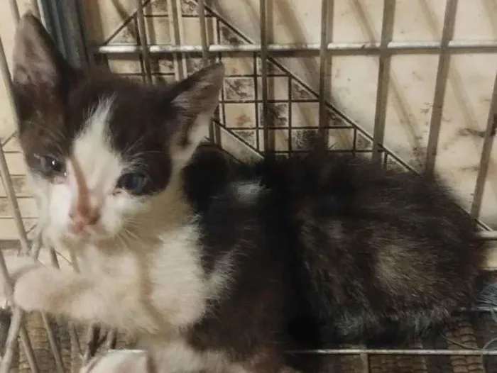 Gato ra a SRD-ViraLata idade 2 a 6 meses nome Sem nome