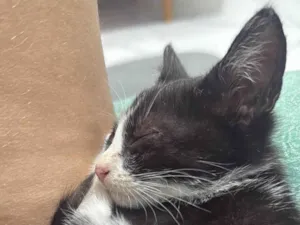 Gato raça American Shorthair idade Abaixo de 2 meses nome Sem nome 