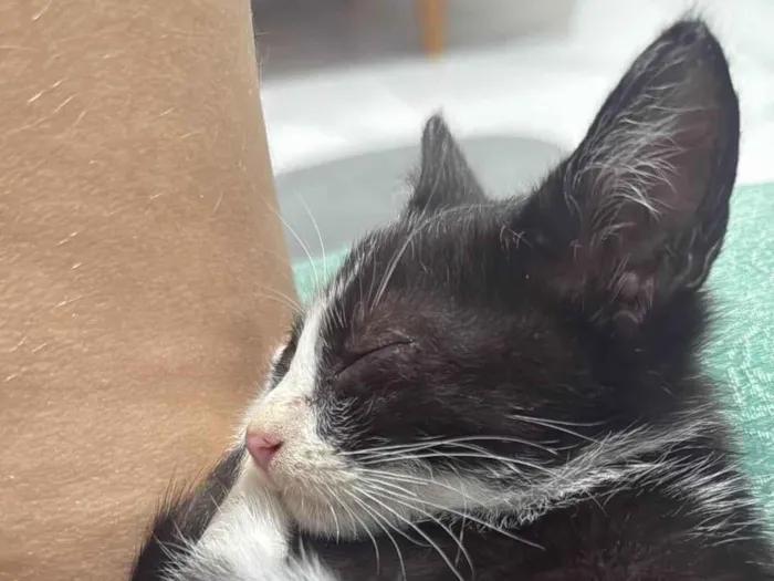 Gato ra a American Shorthair idade Abaixo de 2 meses nome Sem nome 