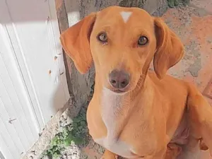Cachorro raça SRD-ViraLata idade 4 anos nome Magda