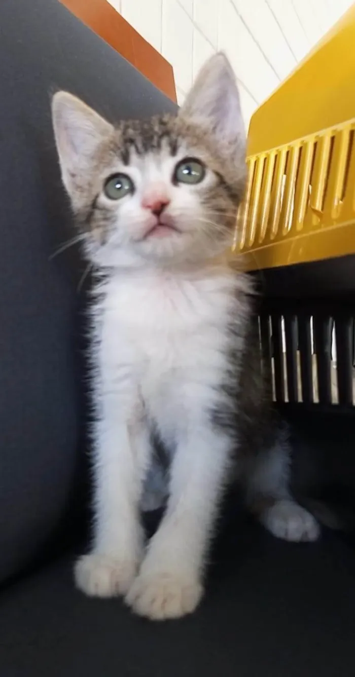 Gato ra a SRD-ViraLata idade 2 a 6 meses nome MAG