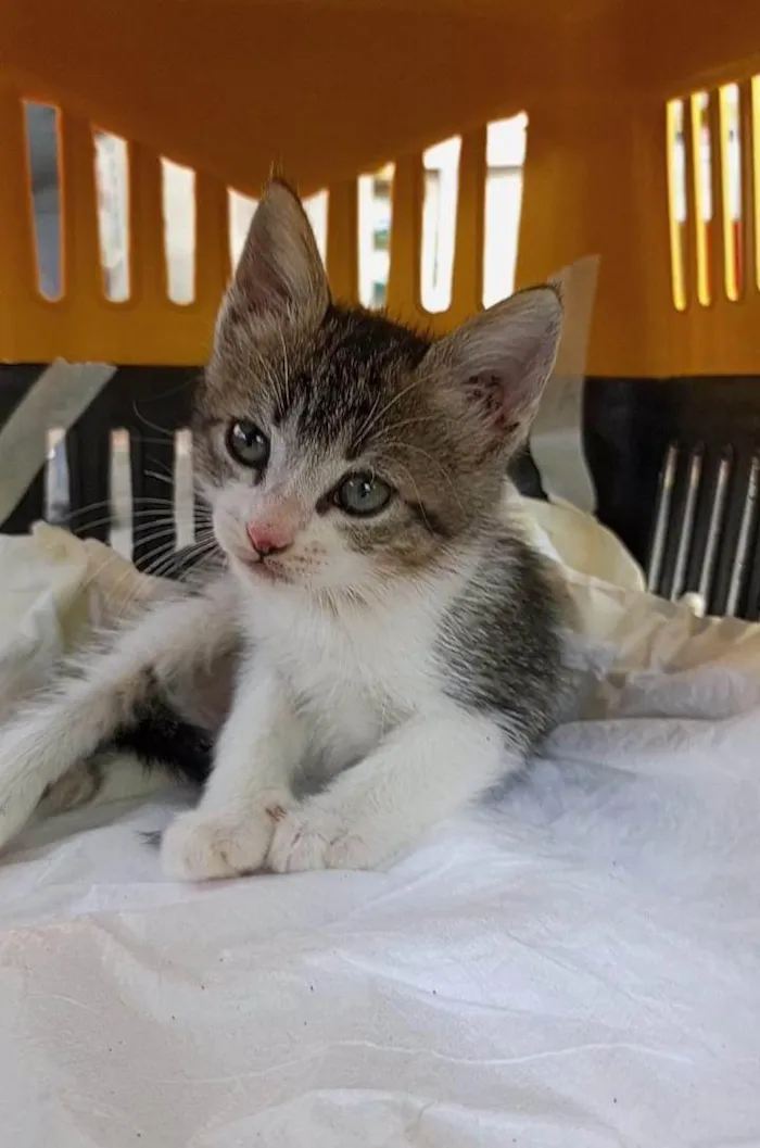 Gato ra a SRD-ViraLata idade 2 a 6 meses nome MAG