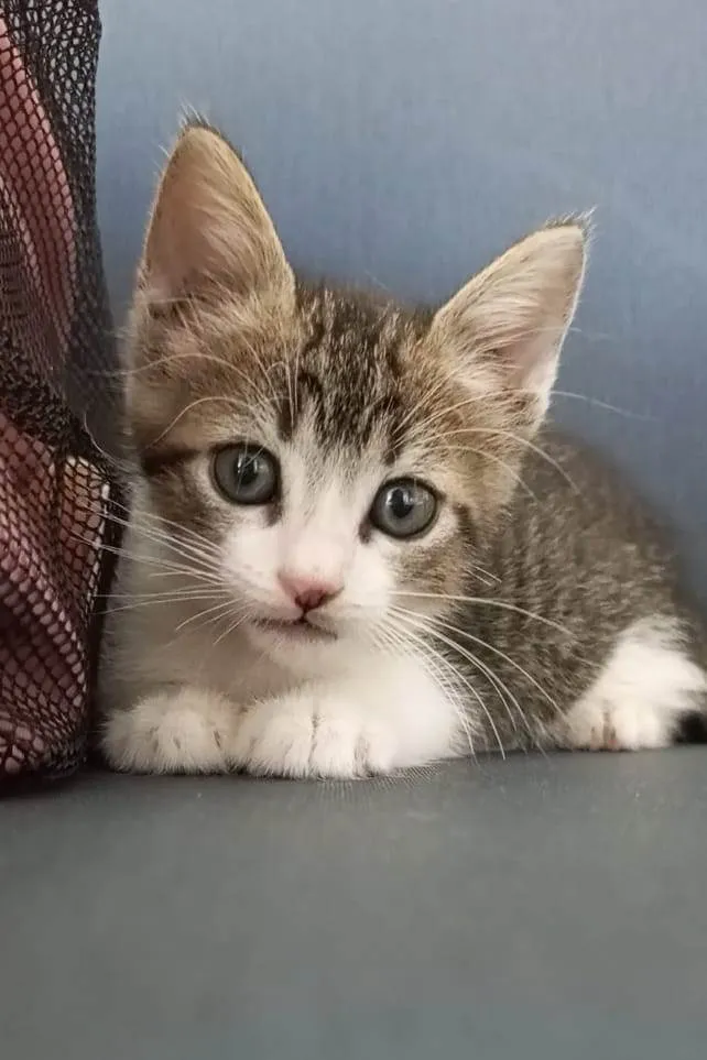 Gato ra a SRD-ViraLata idade 2 a 6 meses nome MAG