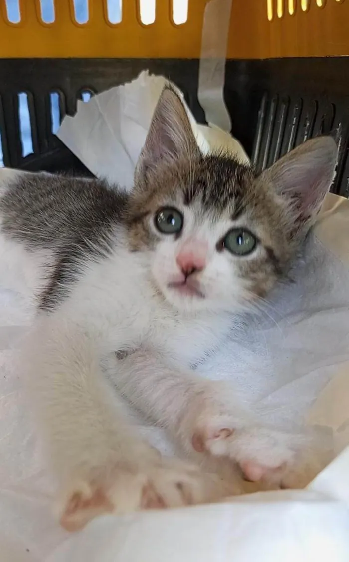Gato ra a SRD-ViraLata idade 2 a 6 meses nome MAG