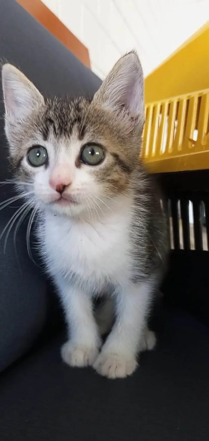 Gato ra a SRD-ViraLata idade 2 a 6 meses nome MAG