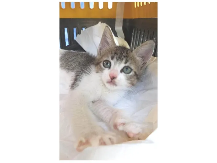 Gato ra a SRD-ViraLata idade 2 a 6 meses nome MAG