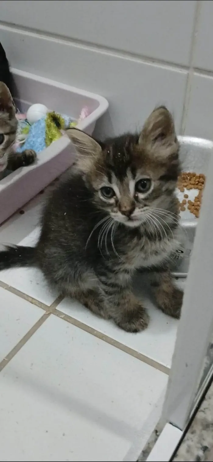 Gato ra a SRD-ViraLata idade 2 a 6 meses nome MANU