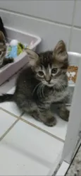 MANU