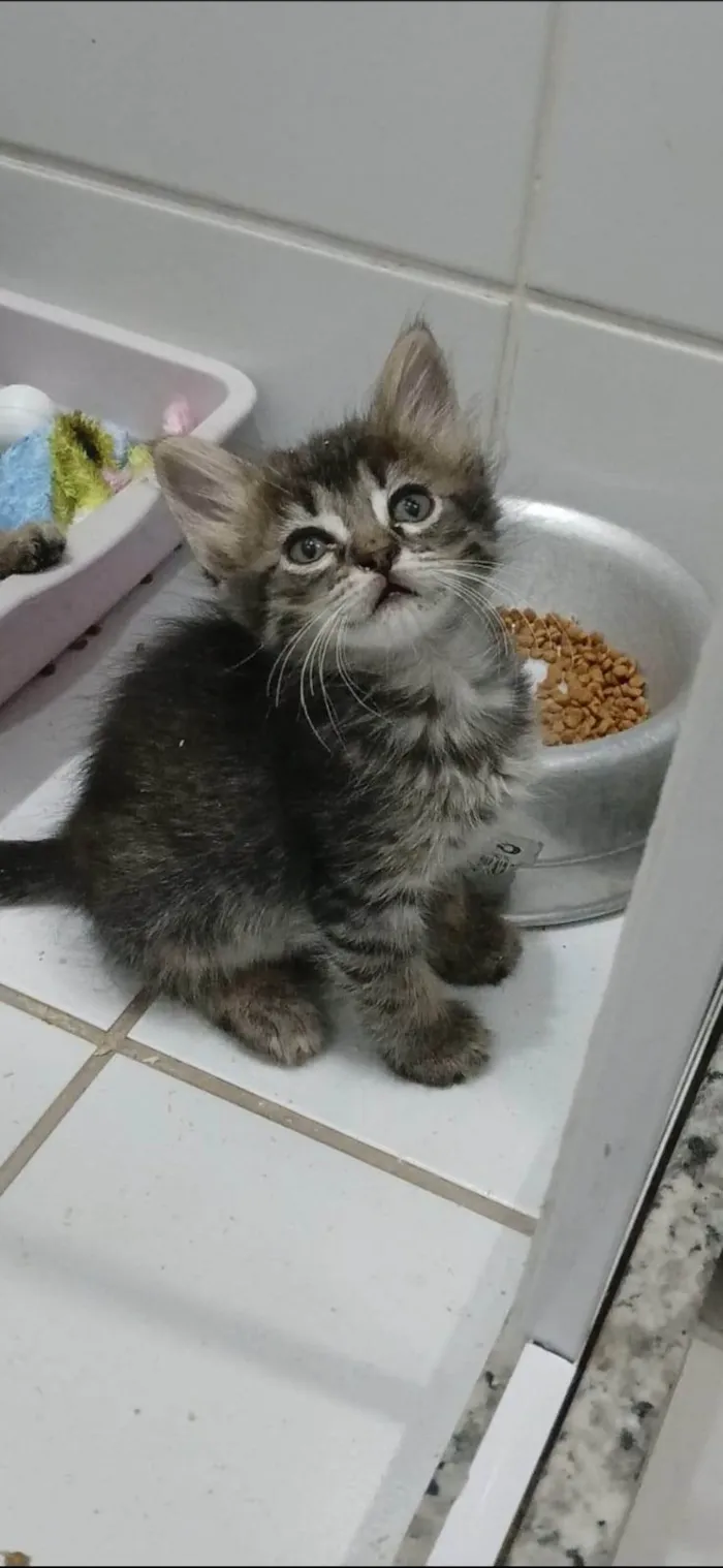 Gato ra a SRD-ViraLata idade 2 a 6 meses nome MANU