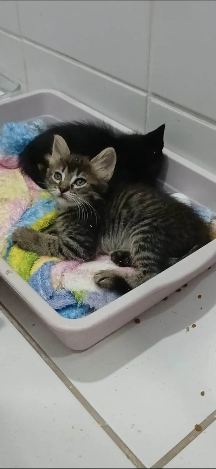 Gato ra a SRD-ViraLata idade 2 a 6 meses nome MANU