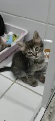 MANU