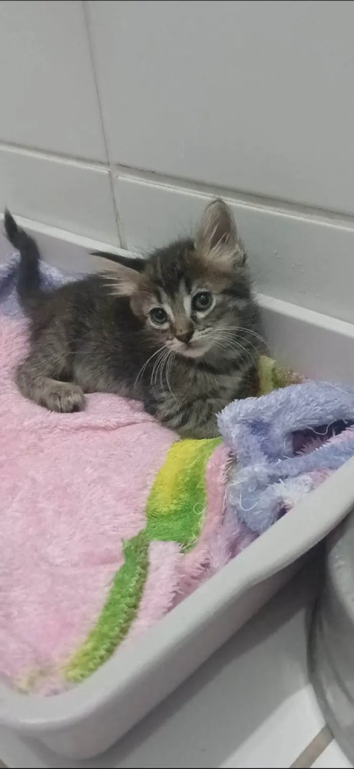 Gato ra a SRD-ViraLata idade 2 a 6 meses nome MANU