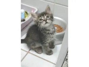 Gato raça SRD-ViraLata idade 2 a 6 meses nome MANU