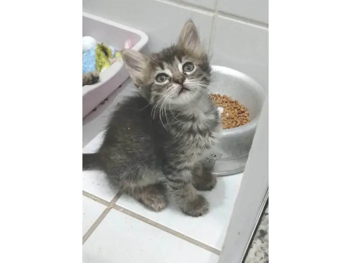 Gato ra a SRD-ViraLata idade 2 a 6 meses nome MANU