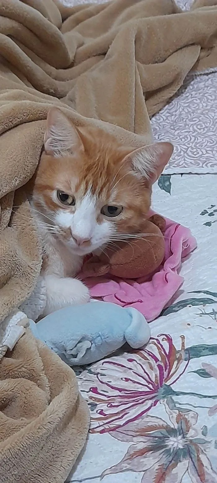 Gato ra a SRD-ViraLata idade 2 anos nome Ginger