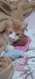 Ginger