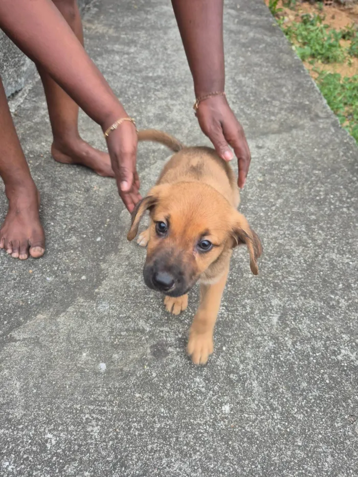 Cachorro ra a SRD-ViraLata idade 2 a 6 meses nome Paçoca 