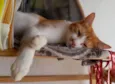 Ginger