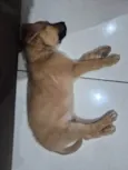 Paçoca 