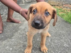 Cachorro raça SRD-ViraLata idade 2 a 6 meses nome Paçoca 