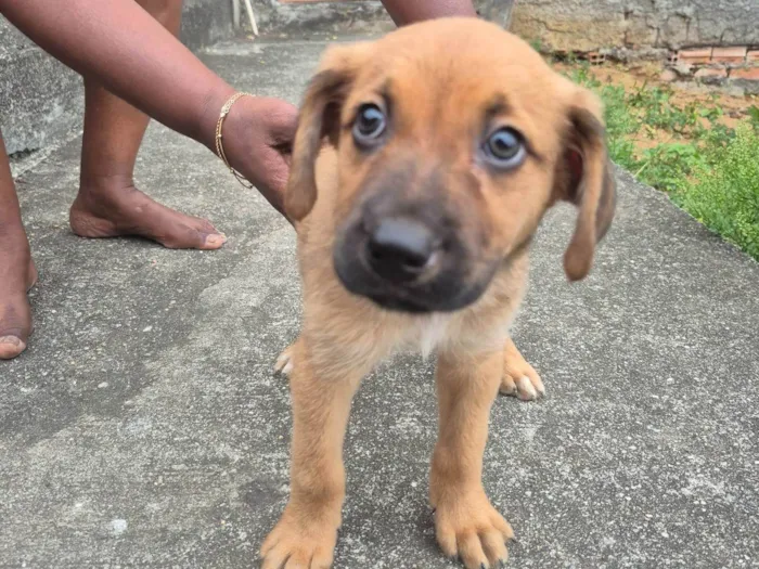 Cachorro ra a SRD-ViraLata idade 2 a 6 meses nome Paçoca 