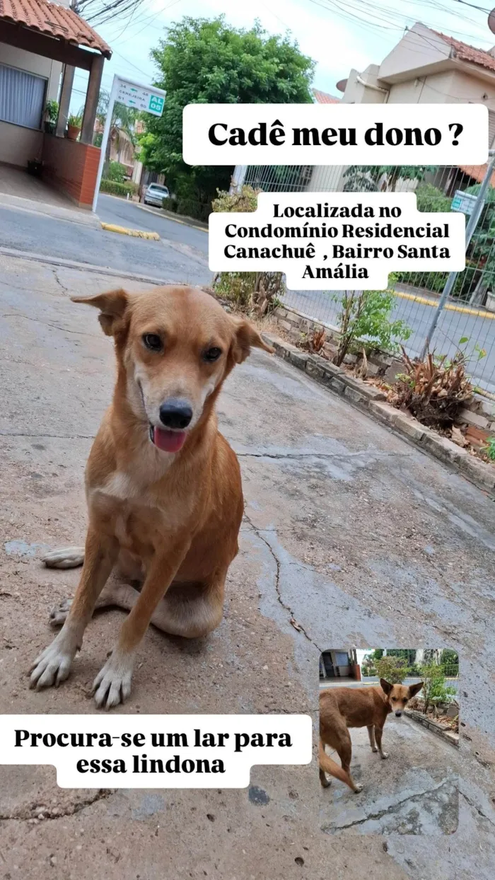 Cachorro ra a SRD-ViraLata idade 1 ano nome Caramela 